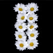 Crafty Bitz Daisy Flowers White- 10pk