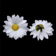 Crafty Bitz Daisy Flowers White- 10pk