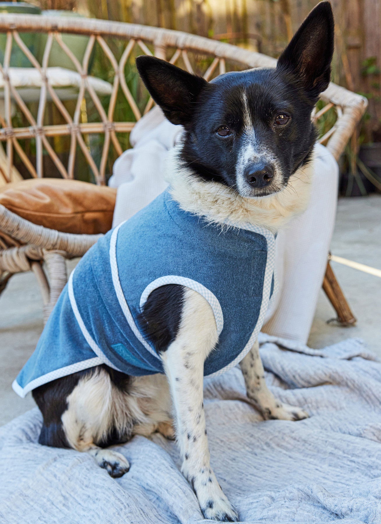 Burda Pattern 5702 Pet Accessories