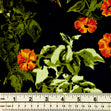 Printed Stretch Sateen Fabric, Yellow Flowers- Width 145cm